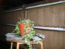 Looking out our back door as the snow piles up on our pot plant and fence.